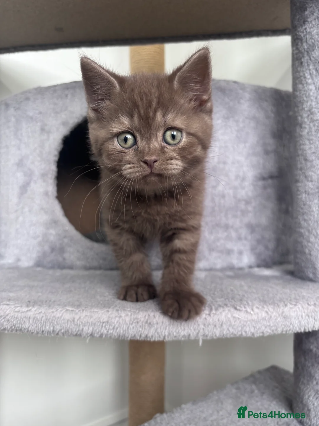 Scottish Fold cats for sale: British shorthair and Scottish straight mix  - Advert 2
