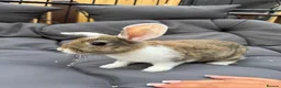 Dwarf Lop rabbits for sale: 8 week old lop kits - Advert 10