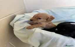 Cocker Spaniel dogs for sale: Beautiful cocker spaniels puppies for sale - Image 30
