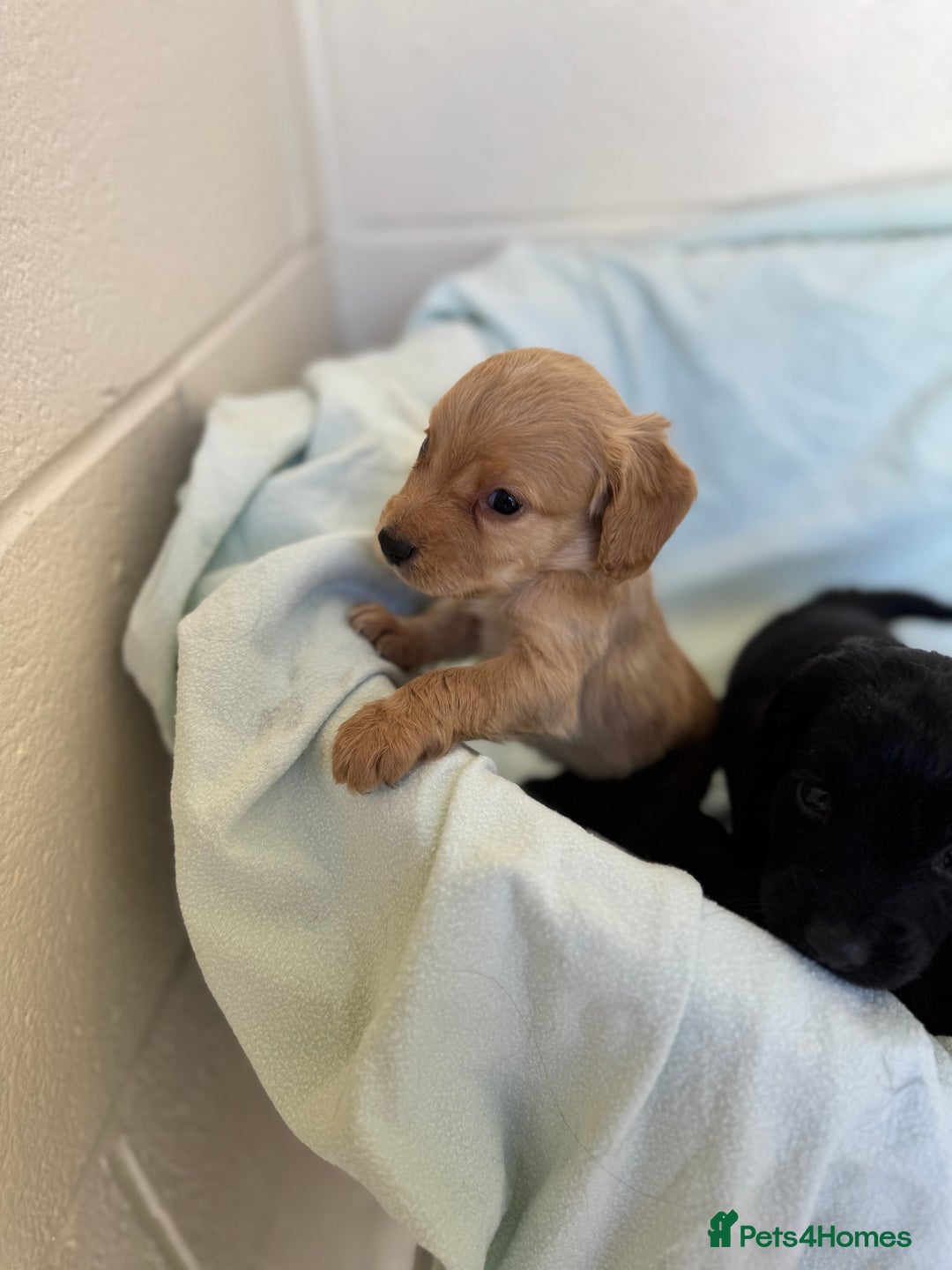 Cocker Spaniel dogs for sale: Beautiful cocker spaniels puppies for sale - Image 30