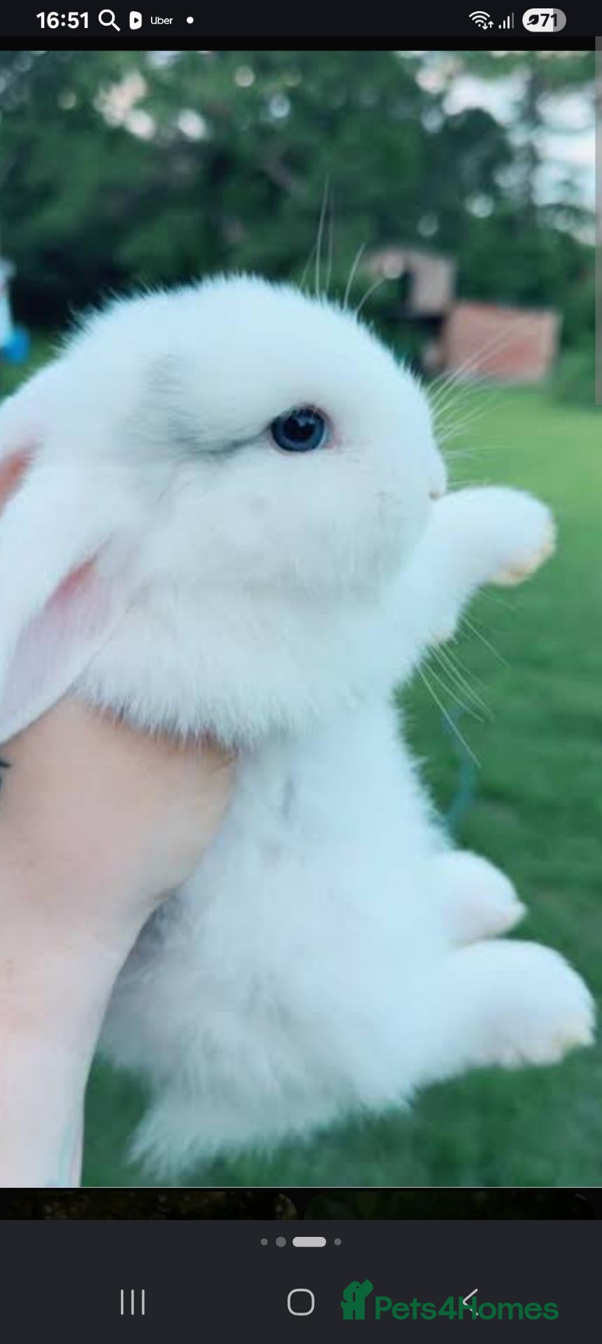 Mini Lop rabbits Mini lop boy - Advert 10