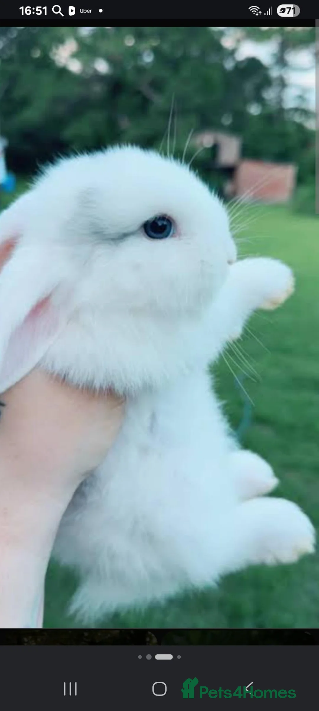 Mini Lop rabbits for sale: Mini lop boy - Advert 1