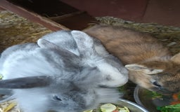 Mixed Breed rabbits for sale: Baby rabbits  - Advert 5