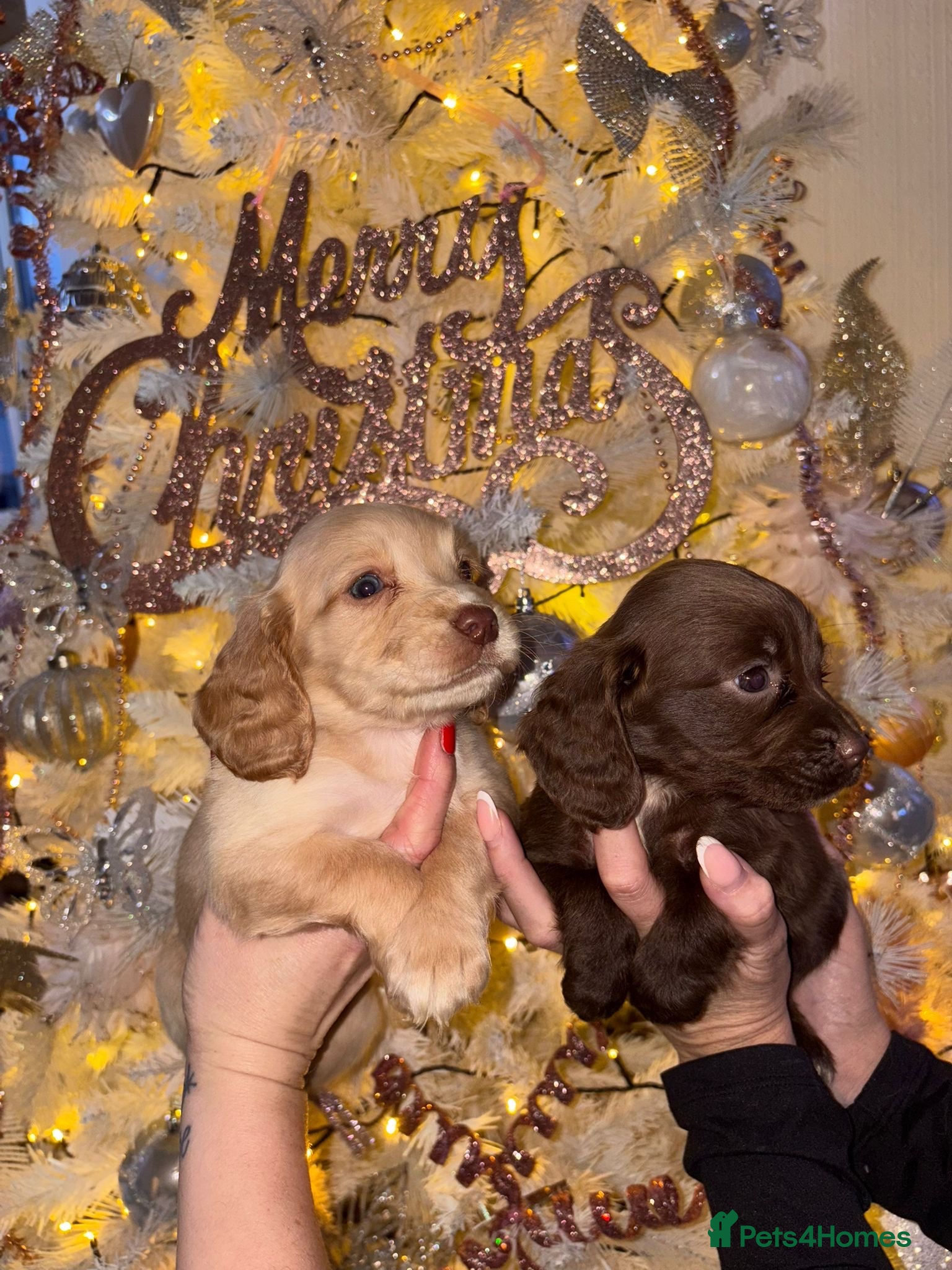 Cocker Spaniel dogs 🐶⭐️ Fantastic chocolate Working cocker spaniels  - Advert 16