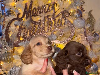 Cocker Spaniel dogs 🐶⭐️ Fantastic chocolate Working cocker spaniels - Advert 15