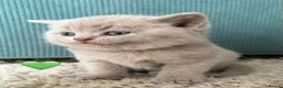 British Shorthair cats for sale: Cuteness beautiful British Shorthair kittens - Advert 8