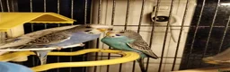 Budgerigars birds for sale: Beautiful baby budgies  - Advert 6