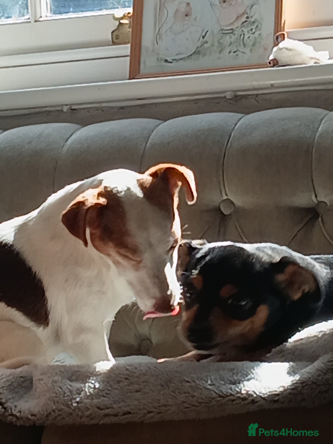Mixed Breed dogs for sale: Jack Russell x Chihuahua puppies - Image 9