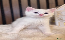 British Shorthair cats for sale: 🎃The Jack Frost Litter–Frost & Pumpkin Whiskers❄️ - Image 12