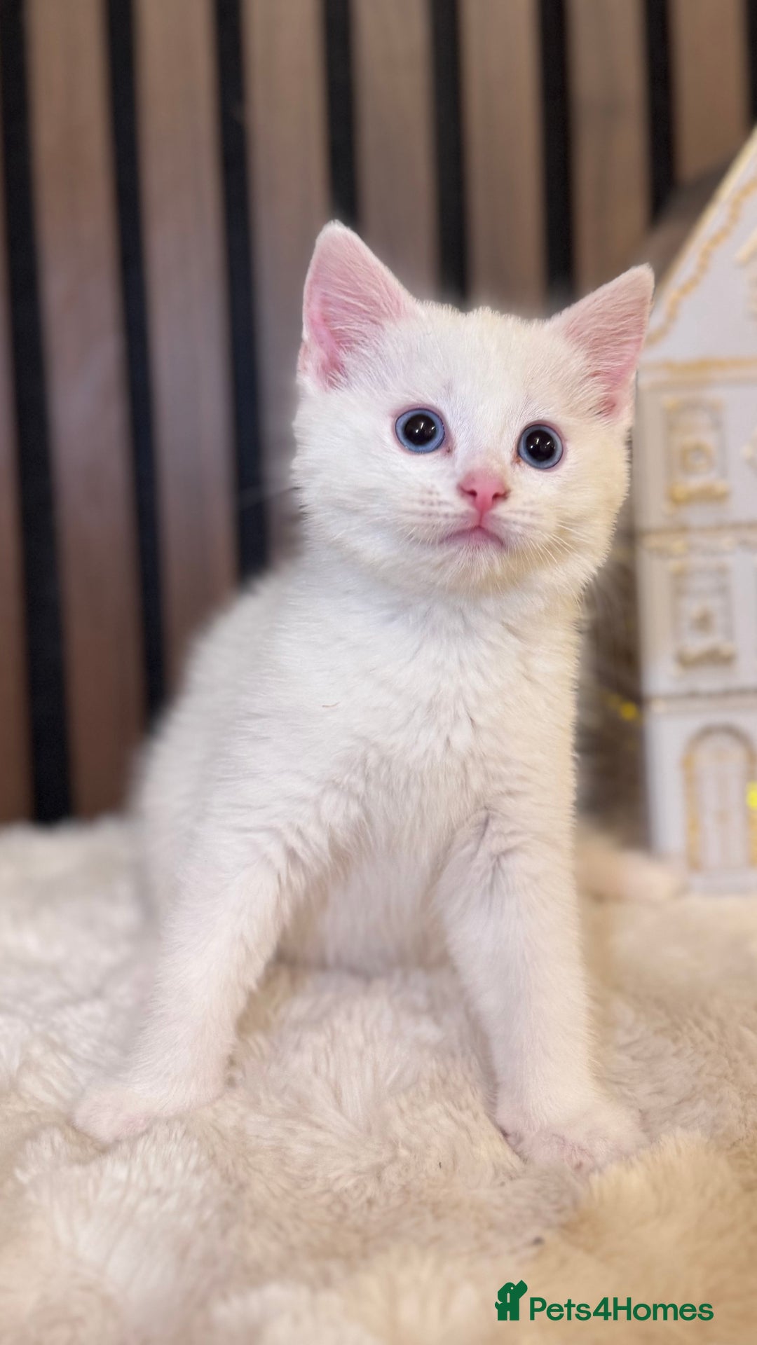 British Shorthair cats for sale: 🎃The Jack Frost Litter–Frost & Pumpkin Whiskers❄️ - Image 12