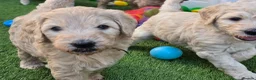 Goldendoodle dogs for sale: LAST girl left of Multigen.Goldendoodle Puppies!!! - Advert 28