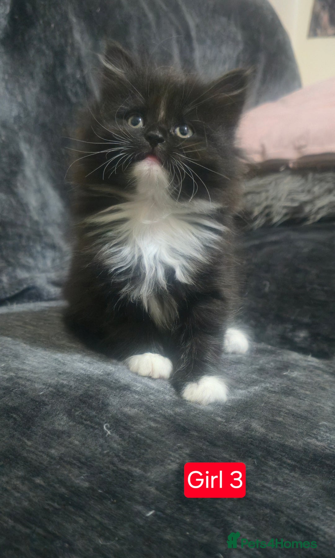 Mixed Breed cats for sale: Lovely Persian mixed kittens for sale - Advert 3
