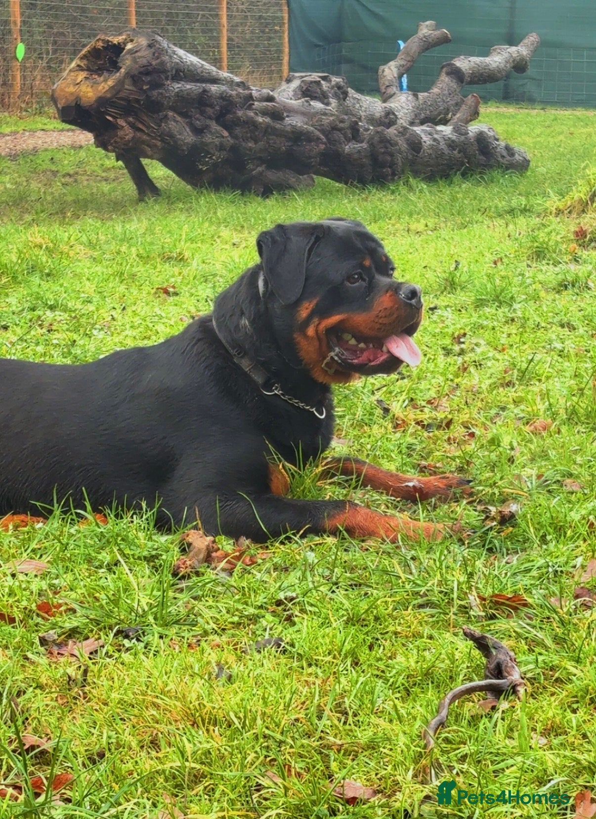 Rottweiler dogs 8 month old male Rottweiler  - Advert 18