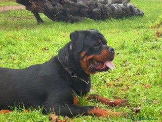 Rottweiler dogs 8 month old male Rottweiler - Advert 9