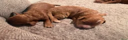 Cockapoo dogs for sale: Dark Fox red F1 toy / show cocker health tested - Advert 5