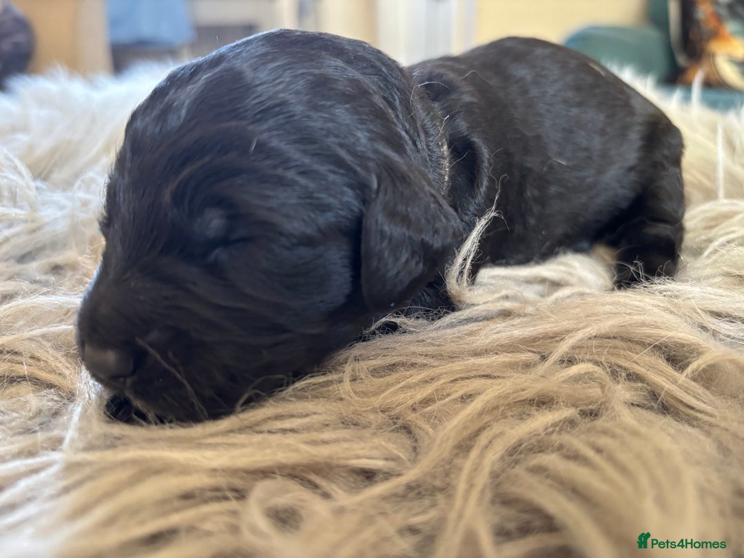 Goldendoodle dogs for sale: 12 Stunning Goldendoodles - Image 8