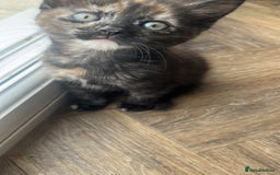 Mixed Breed cats for sale: Female kitten  - Image 2