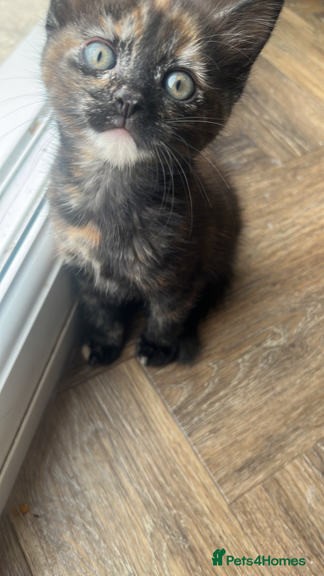 Mixed Breed cats for sale: Female kitten  - Image 2