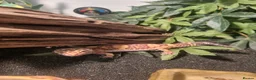 Gecko reptiles for sale: For free in London - Advert 2