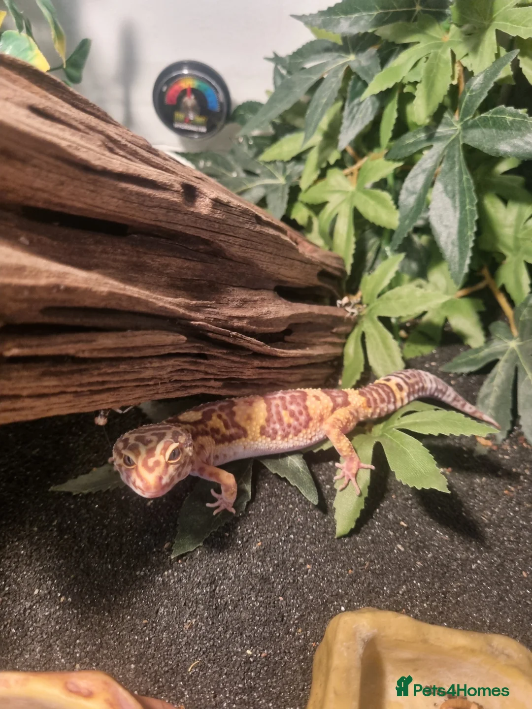 Gecko reptiles for sale: For free in London - Advert 2