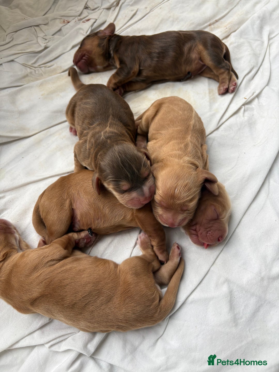 Cocker Spaniel dogs for sale: Exceptionally Beautiful Show Cockers  - Advert 3