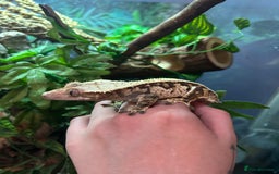 Gecko reptiles for sale: Crested gecko with massive paludarium - Image 5