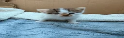 Maine Coon cats for sale: Maine coon cross kittens  - Advert 4