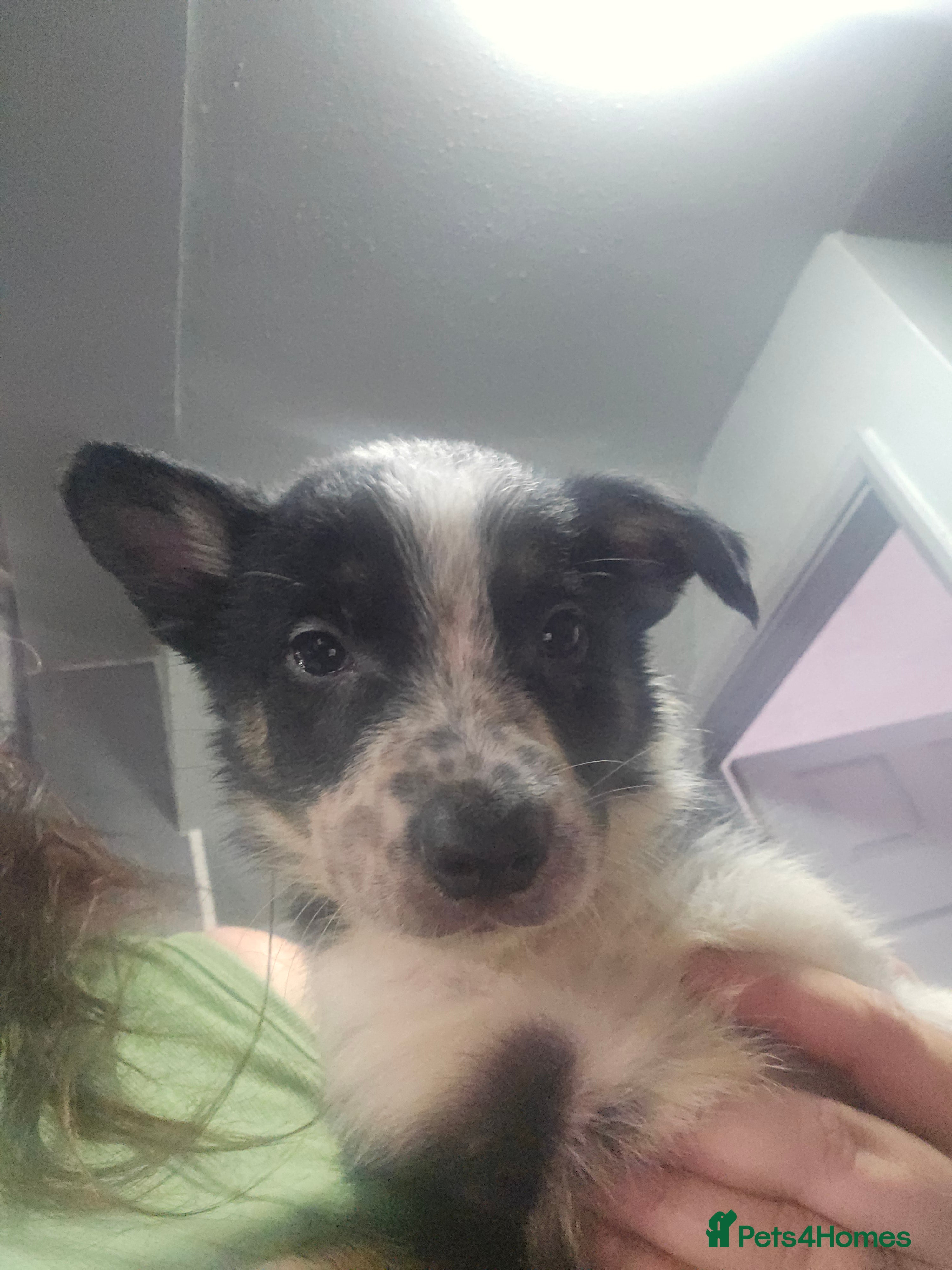 Border Collie dogs READY NEXT WEEK - Border Collie Pups - Advert 2