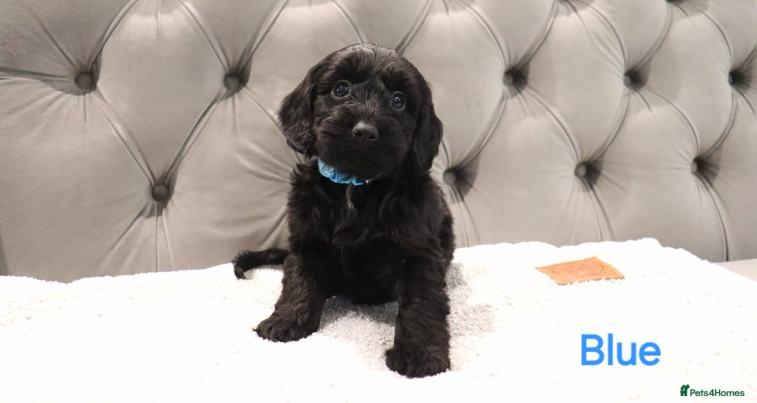 Cockapoo dogs for sale: Beautiful Cockapoos looking for their forever home - Advert 6