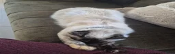 Ragdoll cats for sale: Beautiful Female Ragdoll Kittens in Leyland - Advert 9