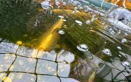 Koi Carp fish for sale: Koi carp and Ghost Koi - very latge - Image 2