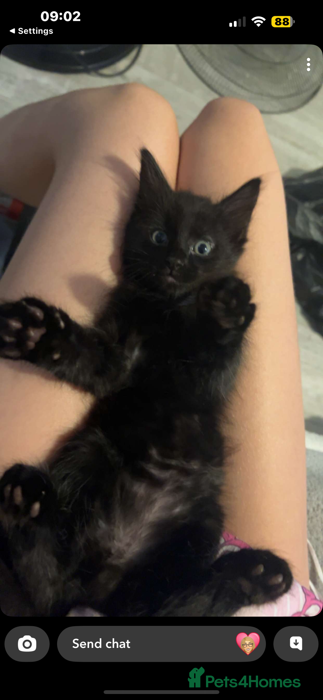 British Shorthair cats for sale: Black kittens for sale! - Image 3