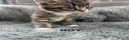 Mixed Breed cats for sale: Kittens 1/4 Maine coon.7 weeks and ready to leave. - Advert 6