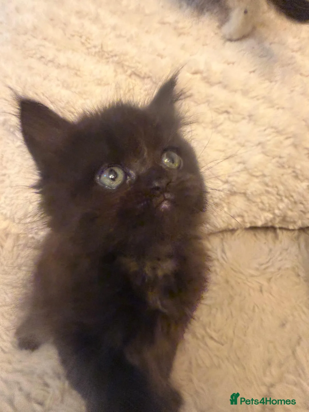 Persian cats for sale: Adorable Persian kittens - Advert 9