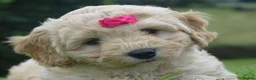Cockapoo dogs for sale: Stunning Cockapoo Puppies  - Advert 22
