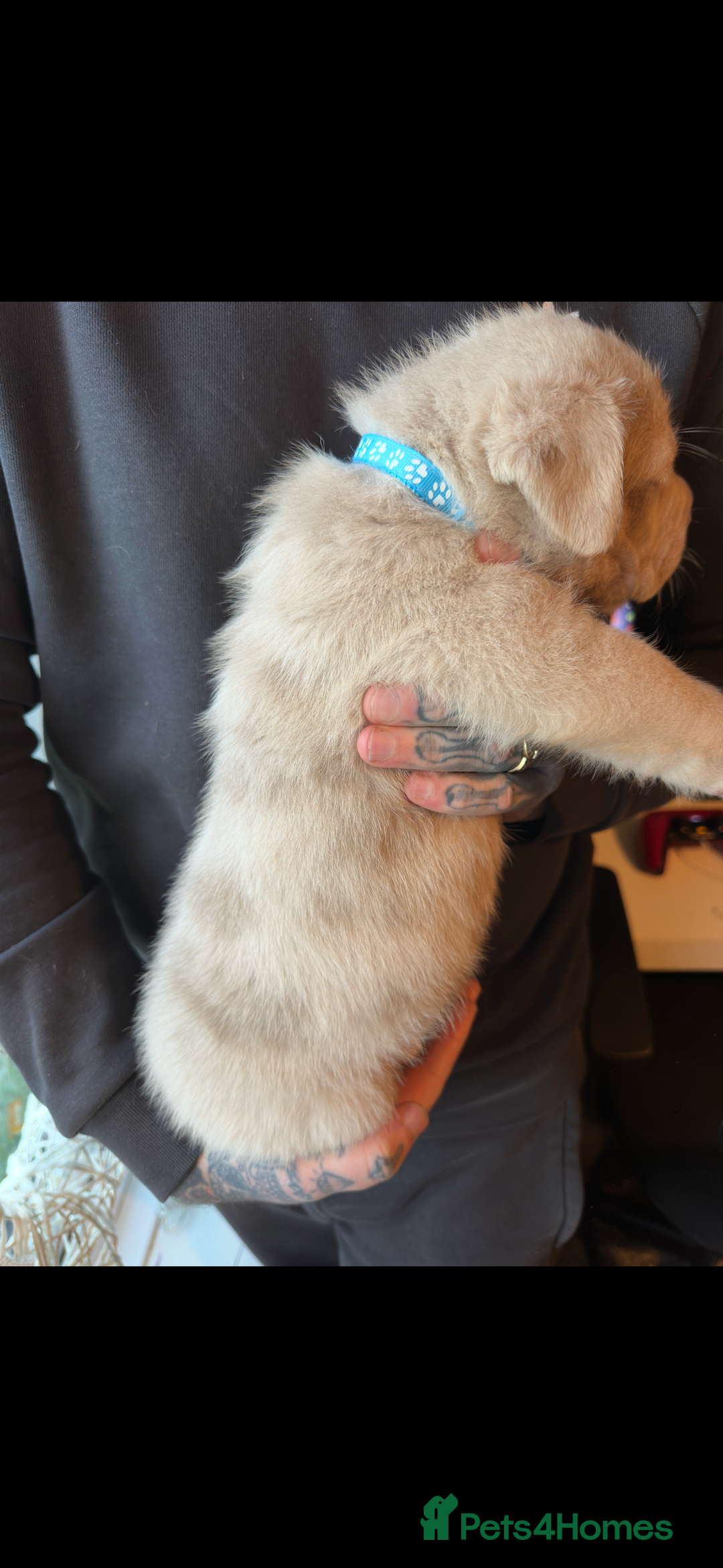 Mixed Breed dogs for sale: Presa X Neo puppies - Advert 4