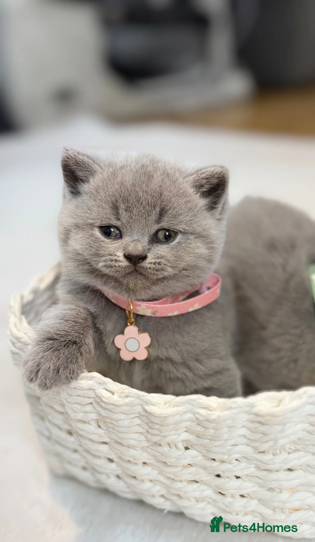 Scottish Fold cats for sale: Schotish straight  - Advert 21
