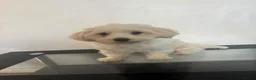 Mixed Breed dogs for sale: Mixed breed puppies for sale (9 months old) - Advert 6