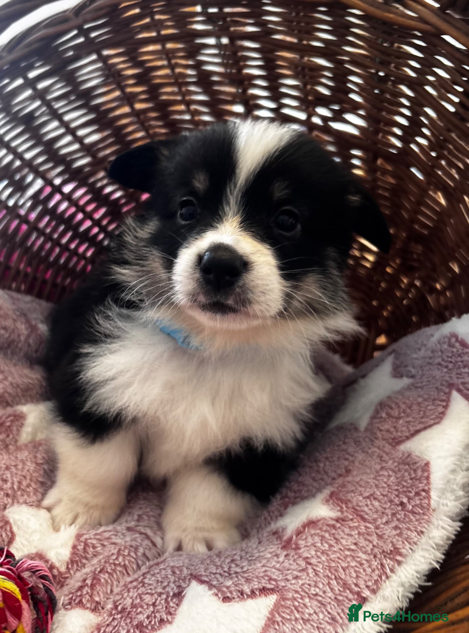 Welsh Corgi Pembroke Puppy 2 Light Blue