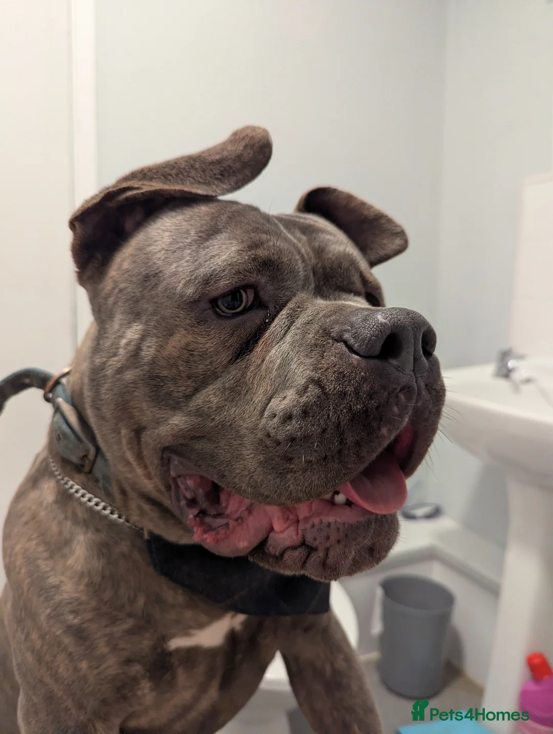 American Bully dogs for stud: Beautiful American pocket bully for stud in Chesterfield - Advert 2