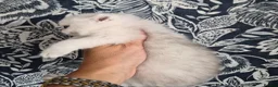 British Longhair cats for sale: Stunning Black Tipped British  - Advert 5