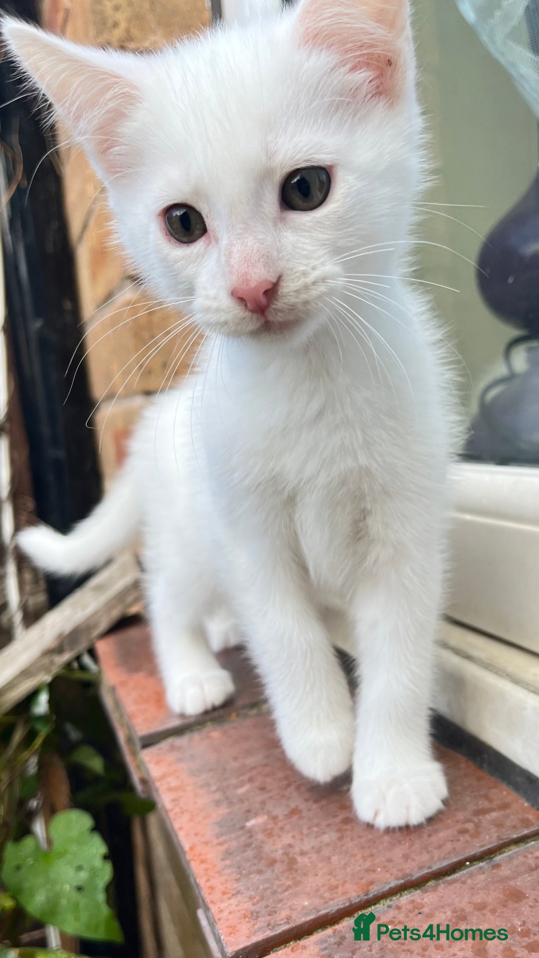 Turkish Angora cats for sale: Adorable 8-Week-Old Kittens looking for home 🐾 - Image 4