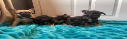 French Bulldog dogs for sale: STUNNING LITTER AVAILABLE NOW!  - Advert 8