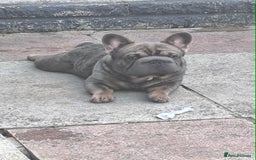 French Bulldog dogs for sale: French bulldog  - Image 2