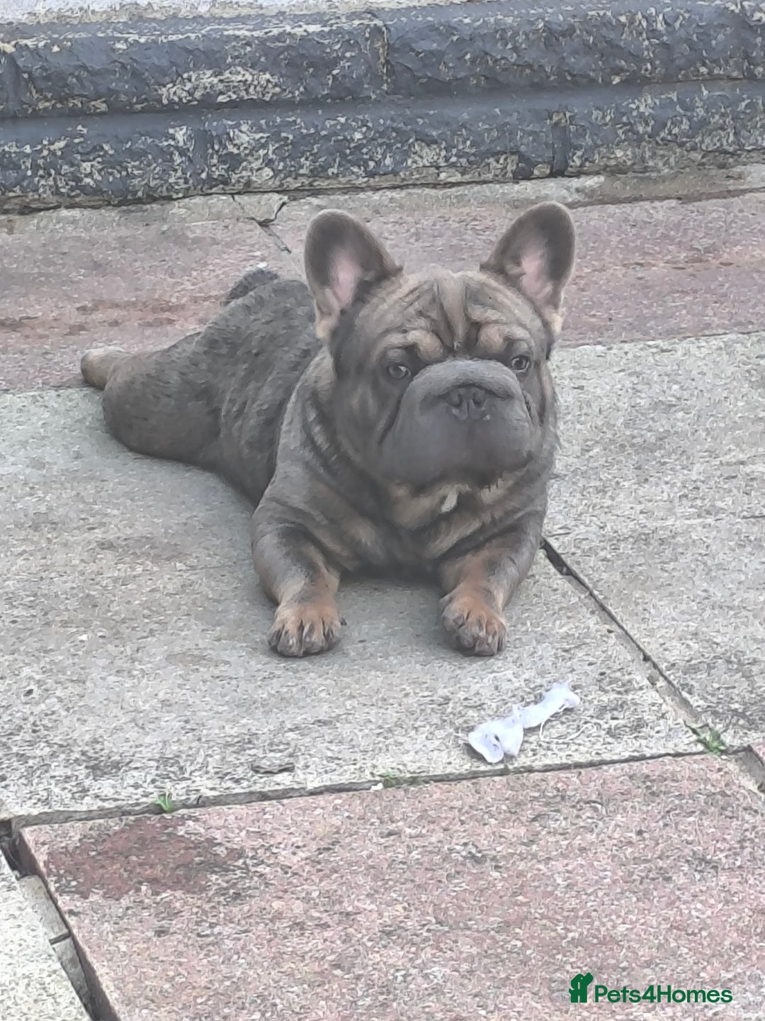 French Bulldog dogs for sale: French bulldog  - Image 2
