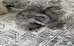 Ragdoll cats for sale: One beautiful blue boy Ragdoll x BSH - Image 9