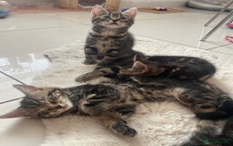 Mixed Breed cats for sale: 5 Adorable Mixed Breed Kittens - Image 3