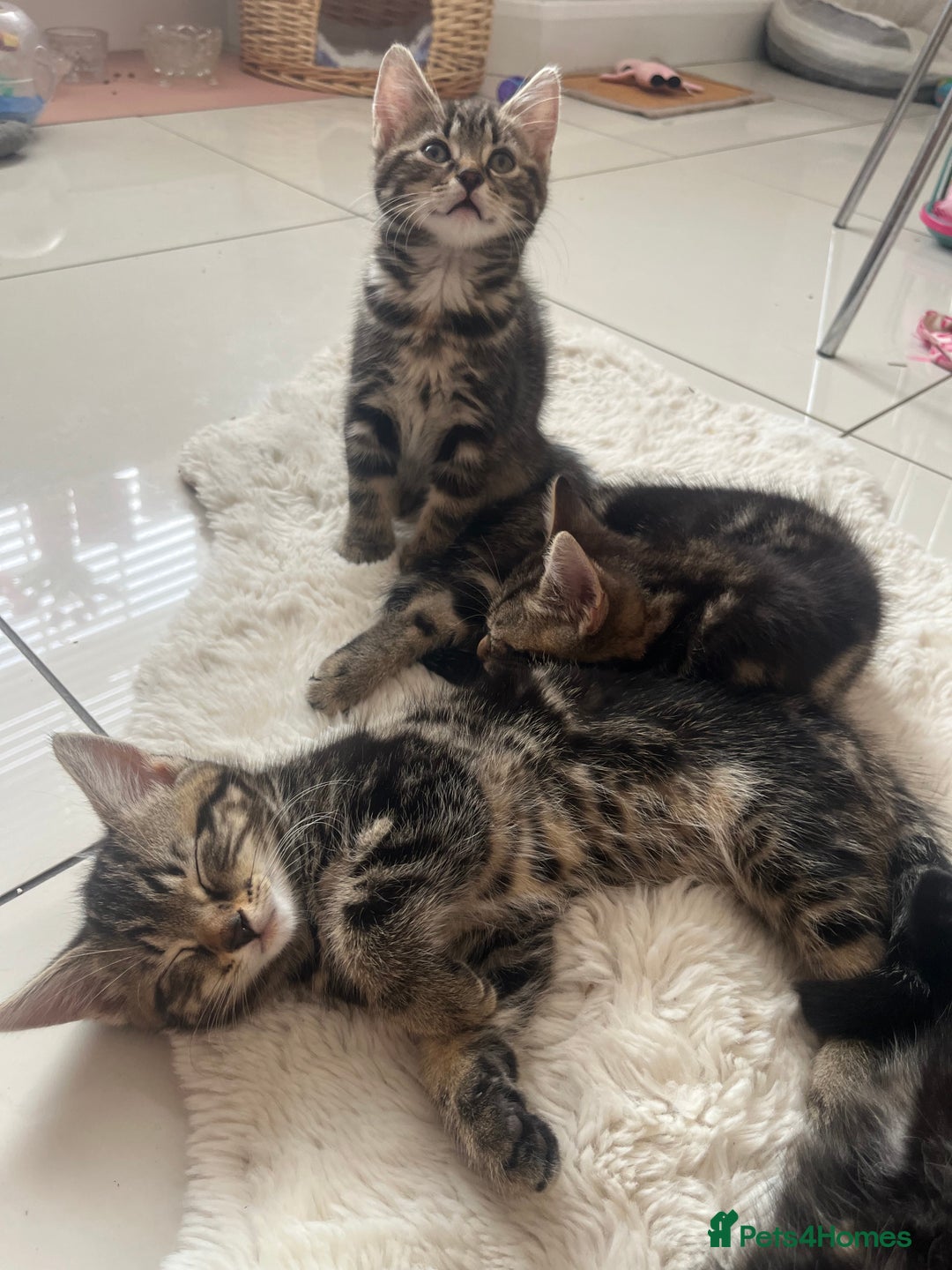 Mixed Breed cats for sale: 5 Adorable Mixed Breed Kittens - Image 3