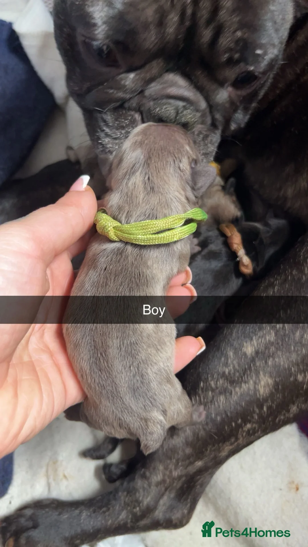 French Bulldog dogs for sale: French bulldog puppies  - Advert 9
