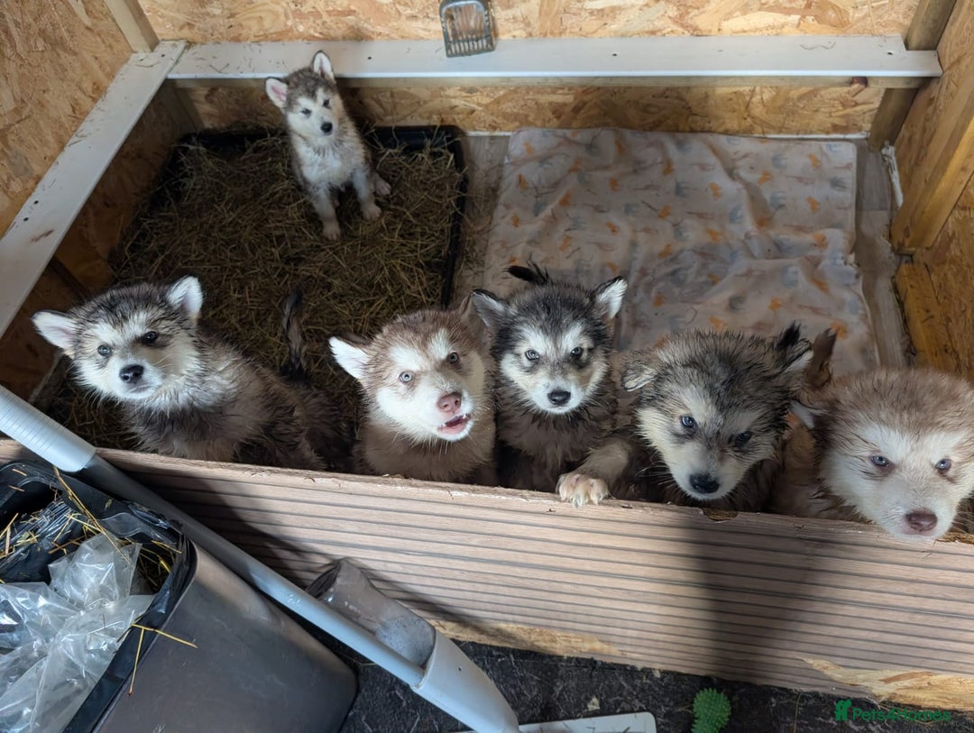 Alaskan Malamute dogs for sale: 2 left KC Alaskan malamute puppies champion lines - Advert 17